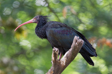 Northern Bald Ibis (Geronticus eremita)