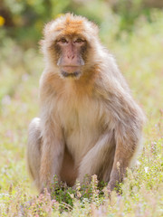 Barbary Macaque (Macaca sylvanus)