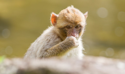 Barbary Macaque (Macaca sylvanus)