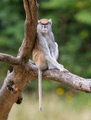 Patas monkey (Erythrocebus patas