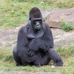 Silver backed male Gorilla