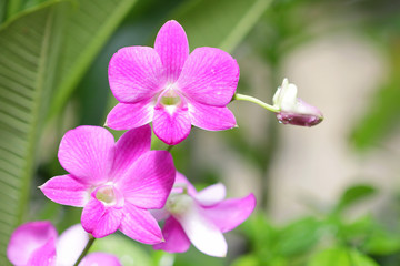 Purple Orchid