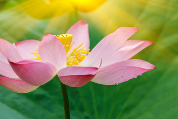 Beautiful lotus flowers bloom in the pond