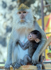 Macaque Monkey