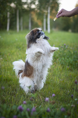 Pekingese