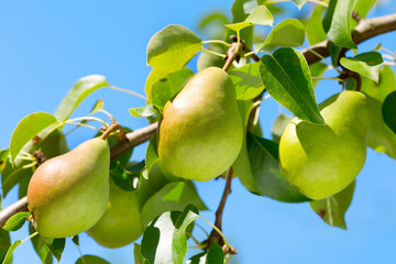 green pears