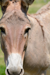Provence donkey portrait
