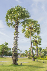 Asian Palmyra palm, Toddy palm, Sugar palm, Cambodian palm