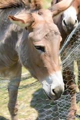 Provence donkey portrait