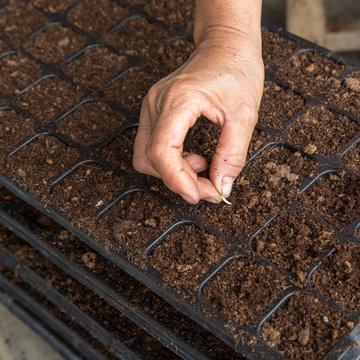 hand woman sowing cucumber seeds on tray