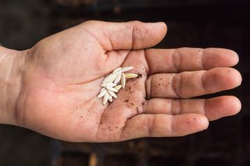 Obraz premium close up cucunber seeds on hand woman