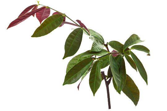 'Chinese Croton' or 'Excoecaria cochinchinensis Lour' (scientic names), isolated on white background and clipping path