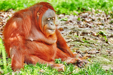Orang Utan.