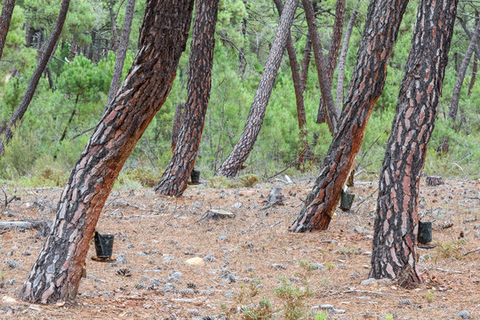 Aprovechamiento de resina, miera. Pino Negral. Pinus pinaster. Montes de León.
