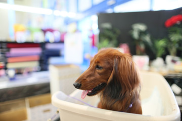 買い物をするダックスフンド