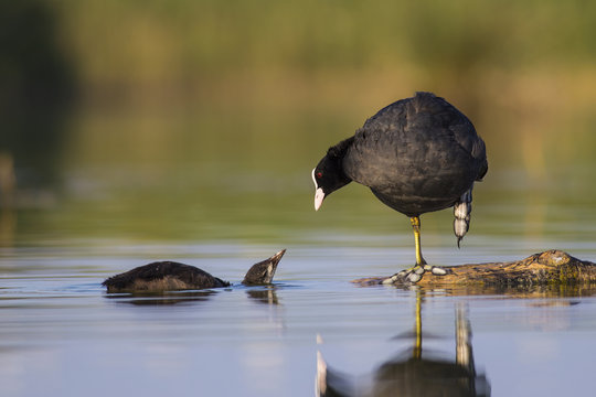 Young coots