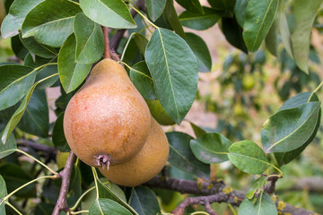 Raw organic pear on a branch at the authentic farm
