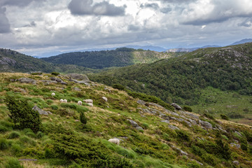 Fototapeta na wymiar A flock of sheep grazing on the hill in Norway.