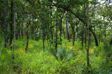 forest trees