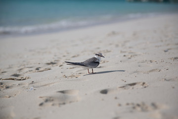 Paesaggi dei caraibi con mare e palme