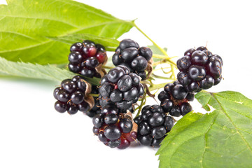 Ripe blackberry