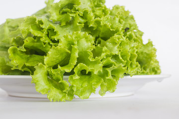 fresh green lettuce isolated