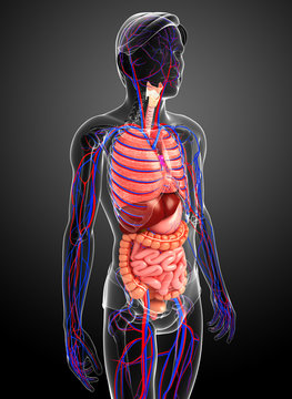 Digestive and circulatory system of male body