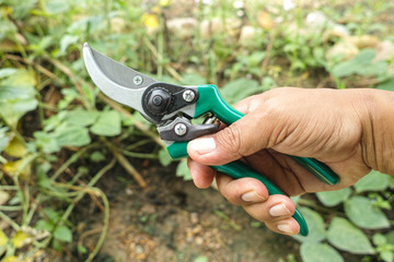secateurs on hand