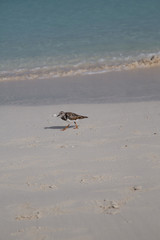 Paesaggi dei Caraibi