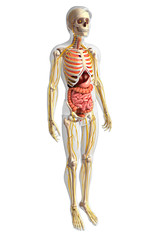 Male skeleton with nervous and digestive system artwork