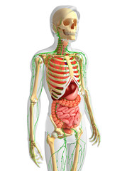 Lymphatic, skeletal and digestive system of Male body artwork