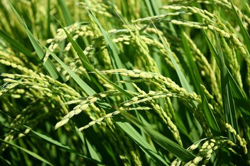 Fototapeta na wymiar 実り始めた田園風景／山形県の庄内地方で、稲が実り始めた田園風景を撮影した写真です。
