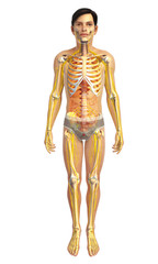 3d rendered illustration of male skeletal anatomy