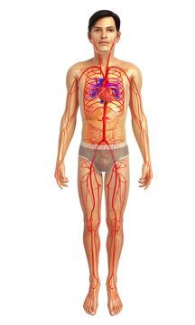 3d rendered illustration of male heart anatomy