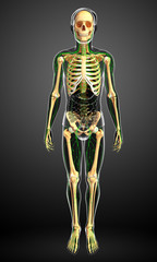 Lymphatic system of Male skeleton artwork