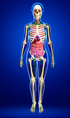 Lymphatic, skeletal and digestive system of Female body artwork