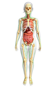 Lymphatic, skeletal and digestive system of Female body artwork