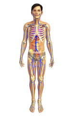 3d rendered illustration of 