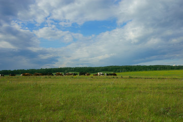 Cows in the field