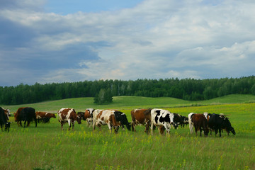 Cows in the field