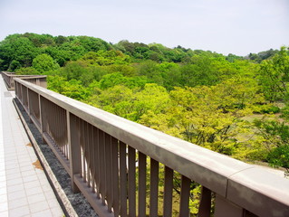 橋の上から見る林風景