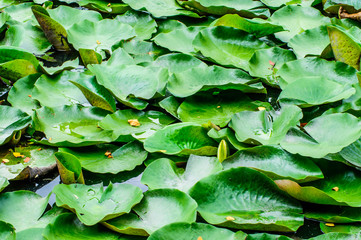 Lotus plantation in pond at Suanluang RAMA IX park