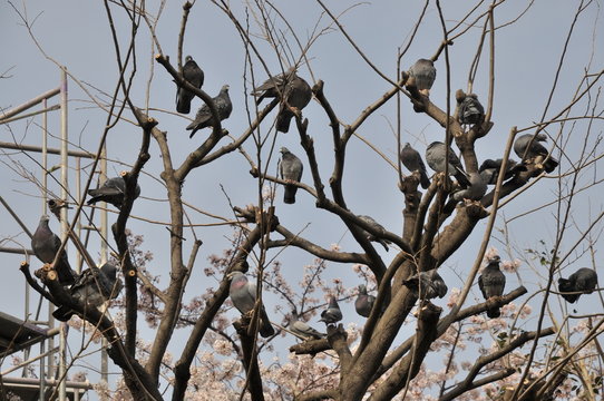 木に群がる鳩