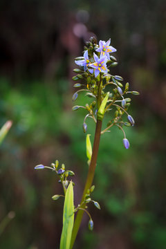 Dianella tasmanica (flax-lily)  flowers in Australian high country