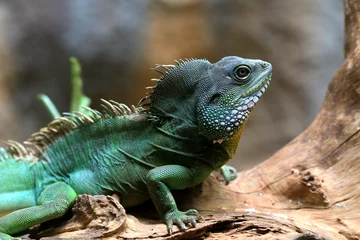 Photo sur Plexiglas Caméléon chameleon in glass cabinet