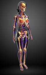 female skeletal circulatory system