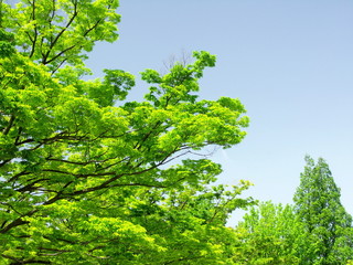 新緑の欅とメタセコイア