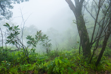 Obraz na płótnie Canvas rain forest