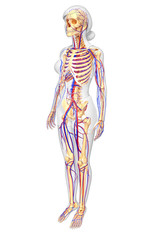 Obraz premium female skeletal circulatory system