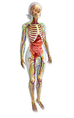 Fototapeta premium Lymphatic, skeletal, nervous and circulatory system of female bo